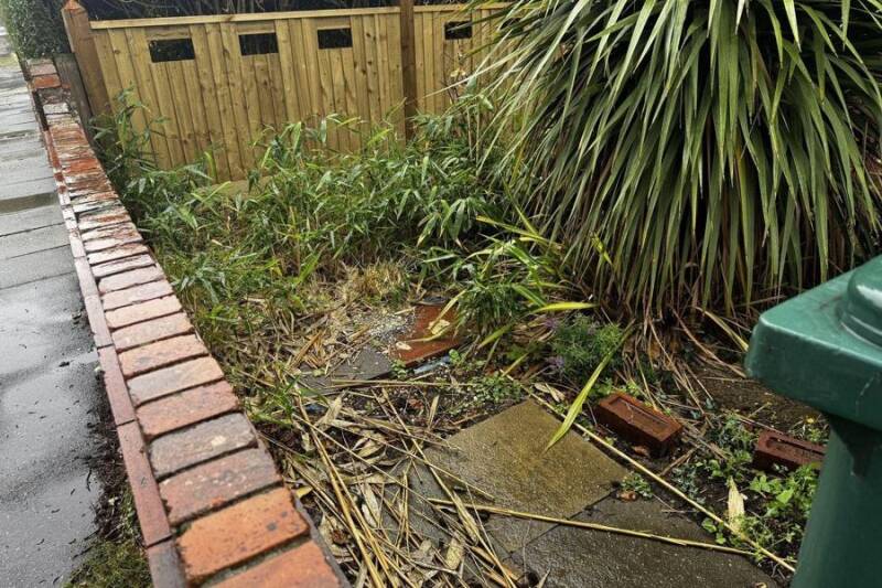 Before: Front garden: bamboo removed