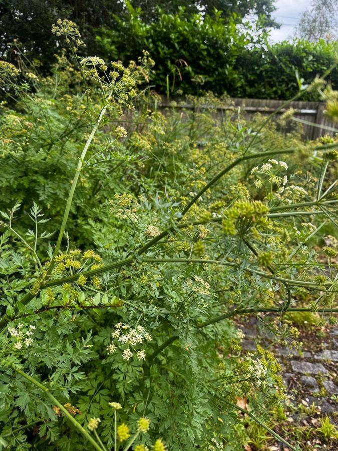 Hemlock found on an APC job