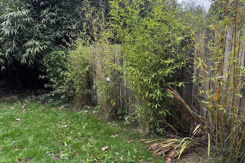 Before: Henfield, bamboo along the fence