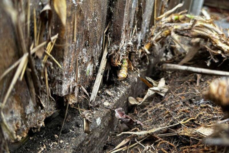 Bamboo rhizomes running under a boundary fence