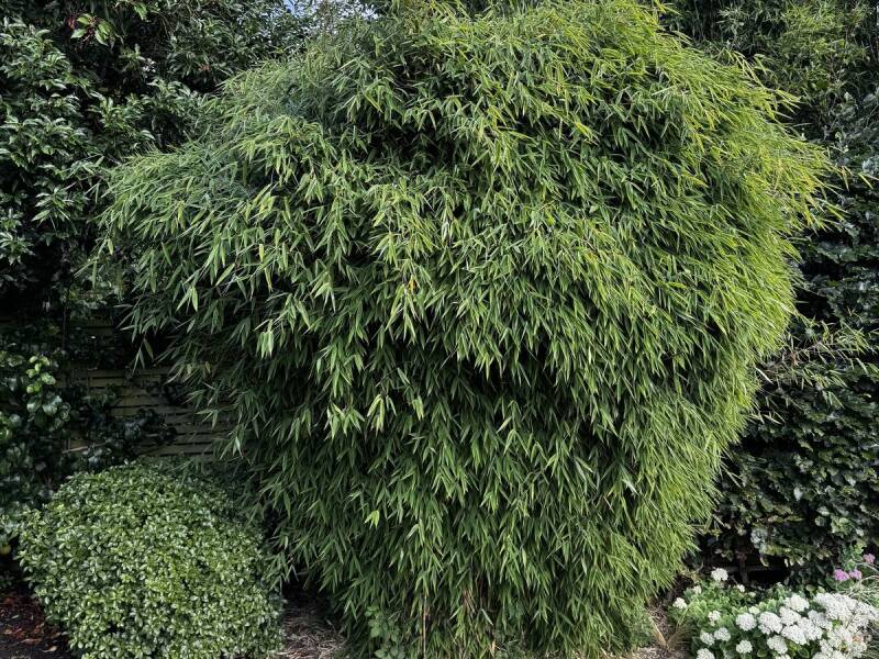 Bamboo clump in a garden, excavated by Alien Plant Control