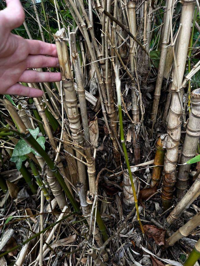 Bamboo excavation by Alien Plant Control