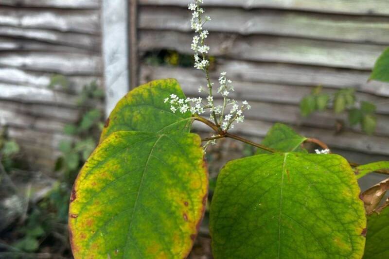 Japanese knotweed leaves: broad and shield-shaped with a flat base