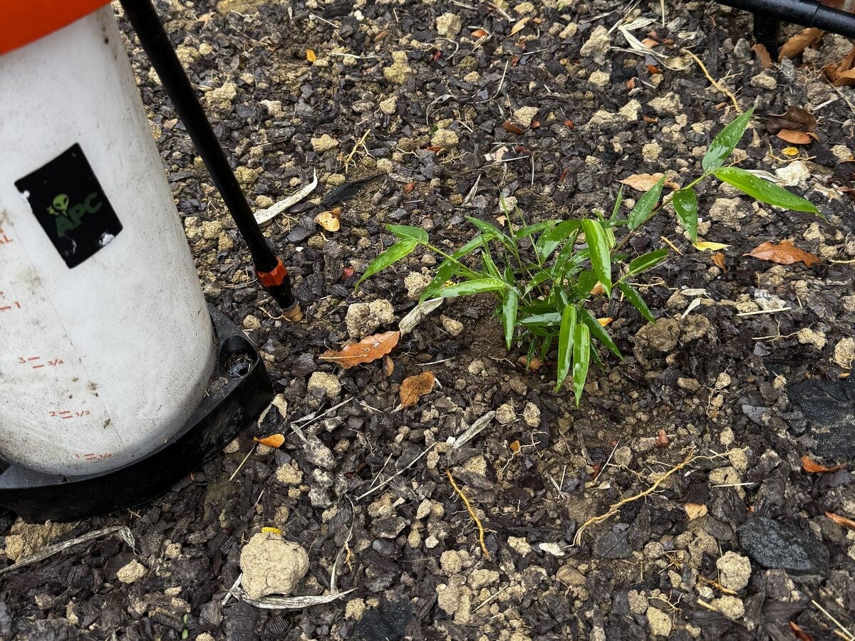 Monitoring & management plans by Alien Plant Control