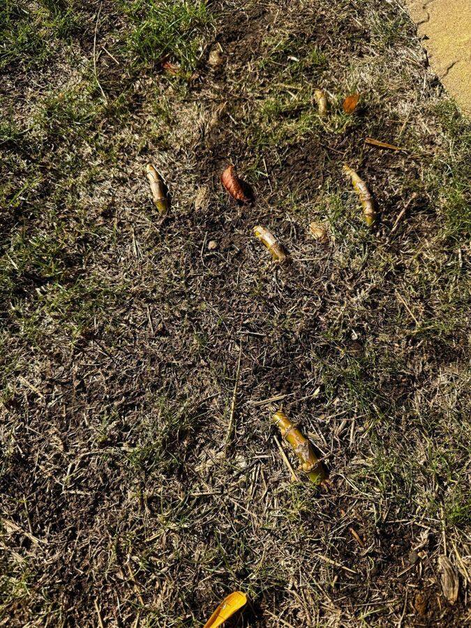 Monitoring & management plans by Alien Plant Control