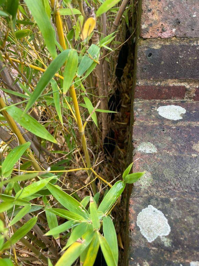 Survey reports by Alien Plant Control