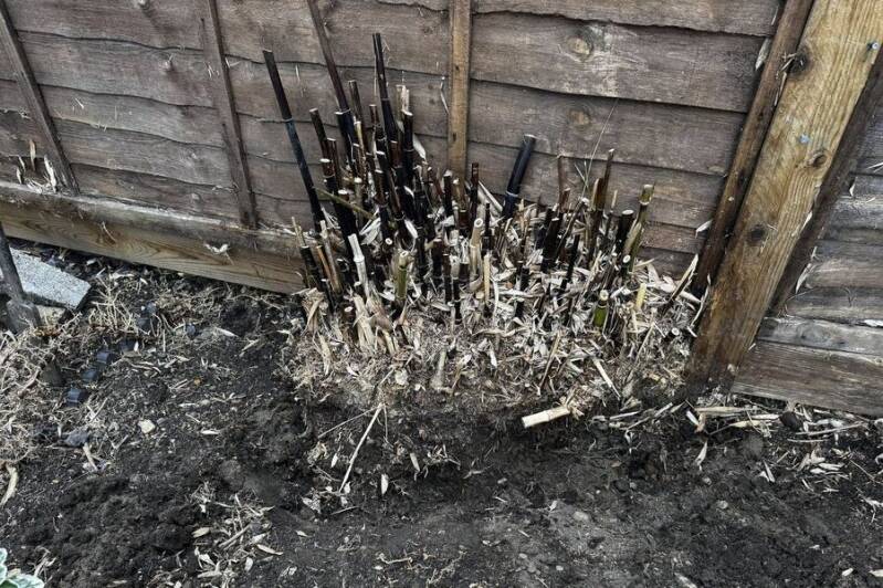 Before: Fence line: bamboo stand dug out