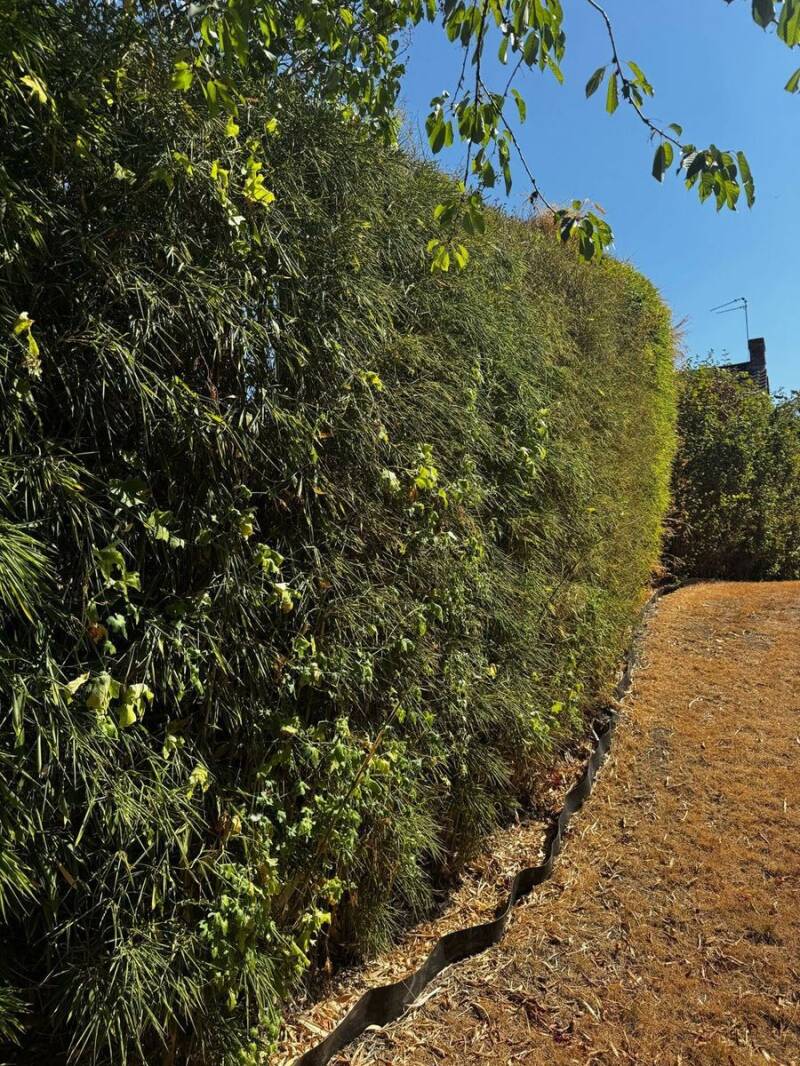 A tall bamboo screen along a garden boundary