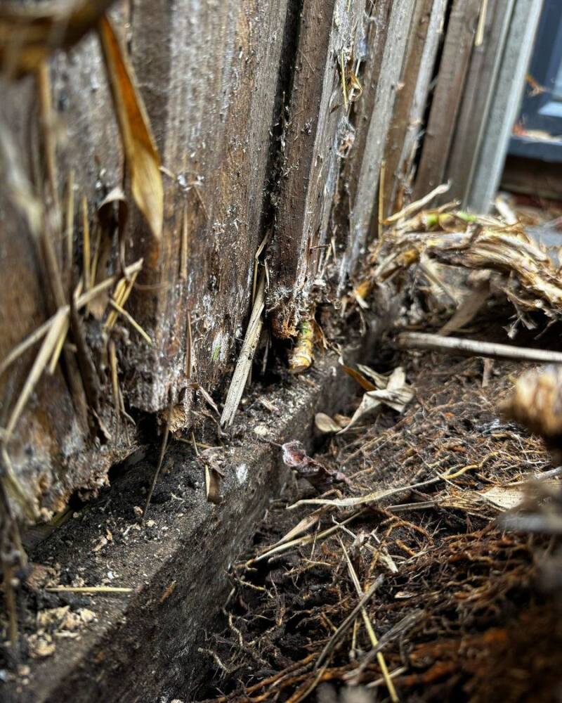 Bamboo rhizomes pushing under a fence from next door