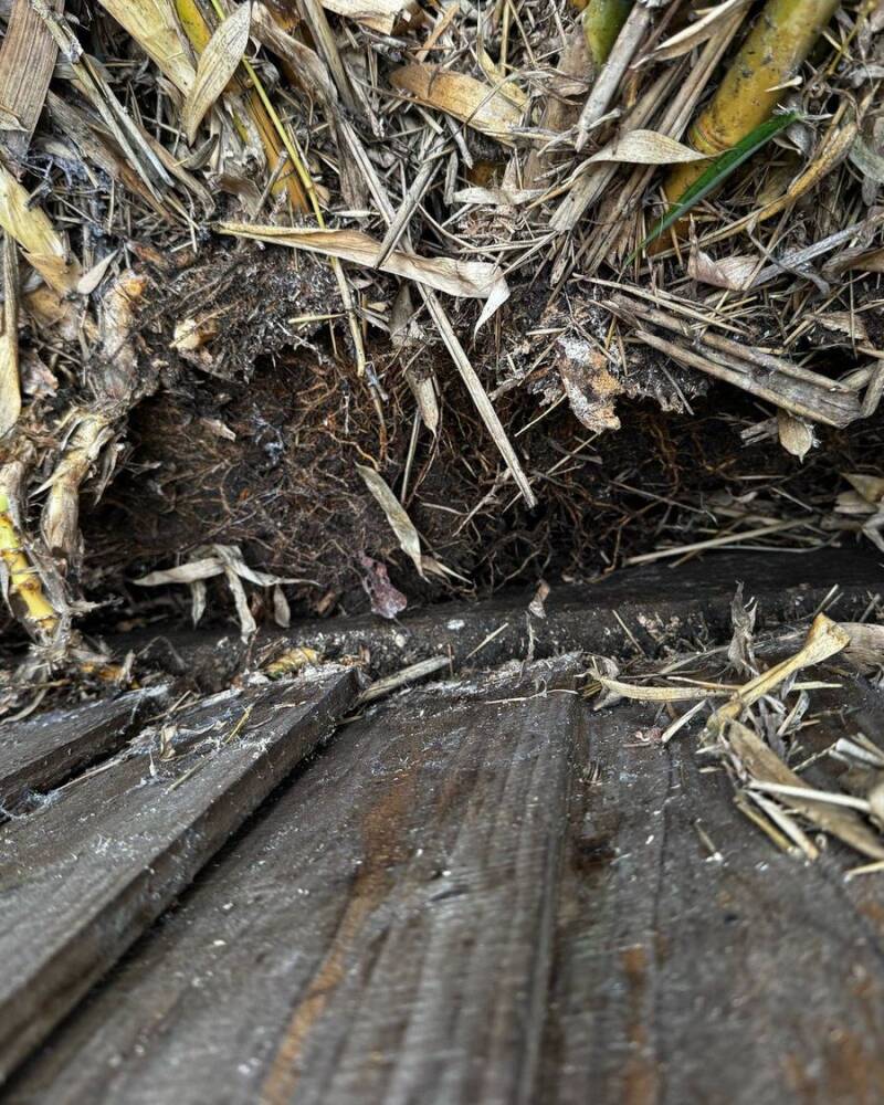 A dense bamboo root mat behind the gravel board at the base of a fence