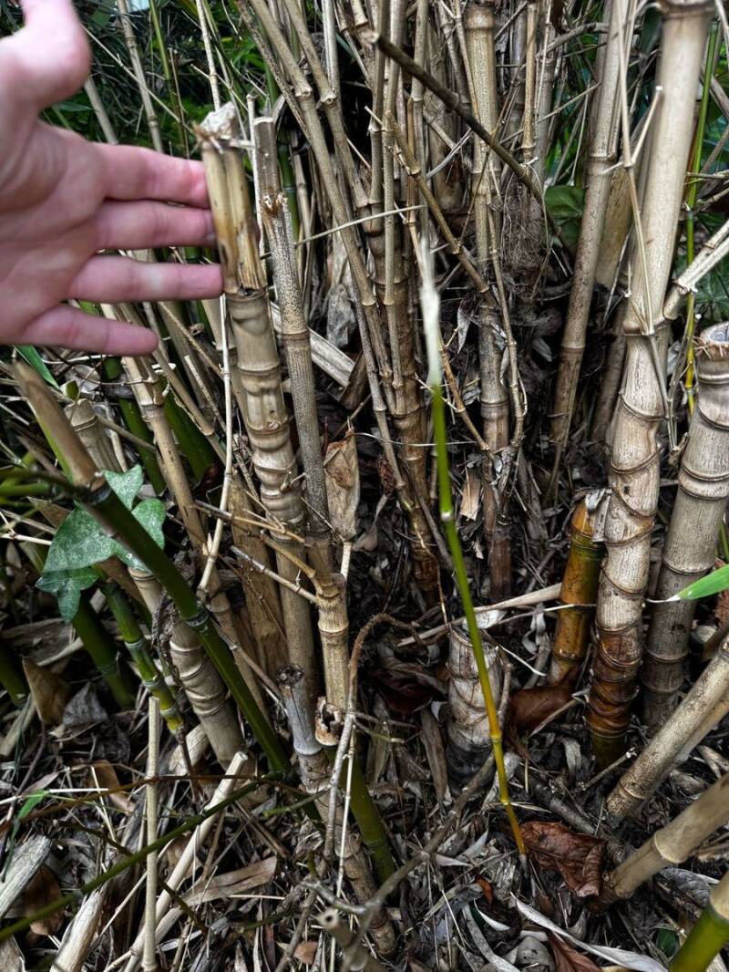 Bamboo canes at the base of a stand