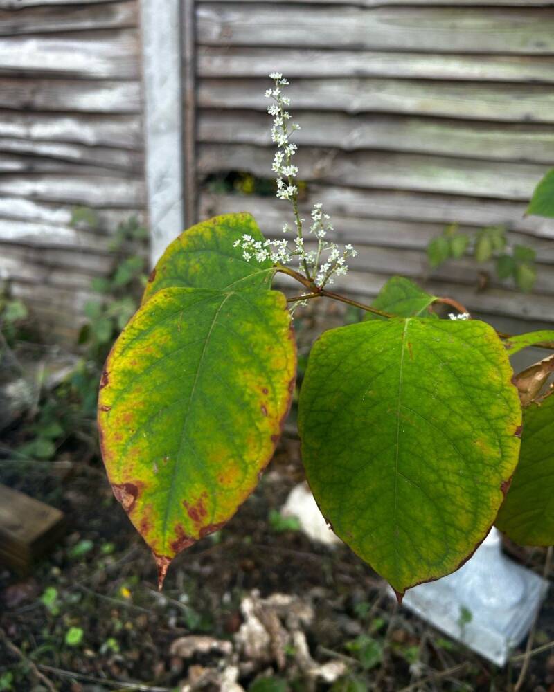Japanese knotweed: shield-shaped leaves and creamy white flowers
