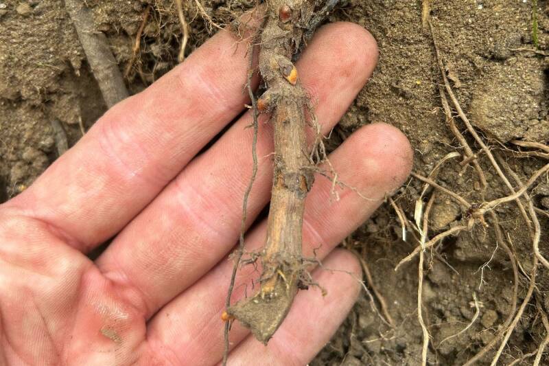 A Japanese knotweed rhizome dug up on an APC job