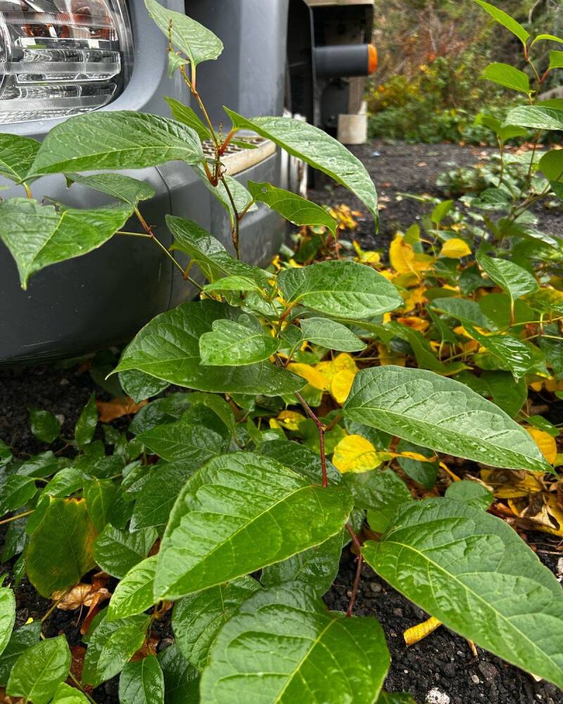 Japanese knotweed growing beside a parked vehicle