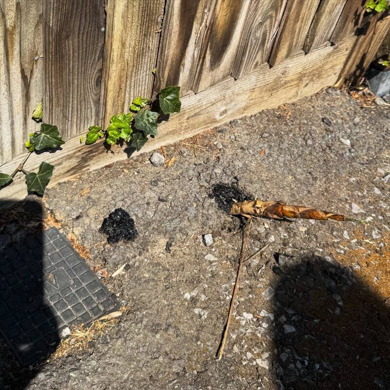 Bamboo pushing up through tarmac