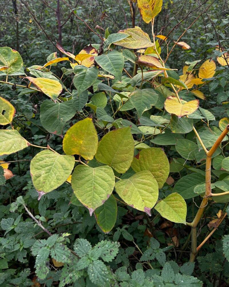 A Japanese knotweed stand turning yellow in autumn