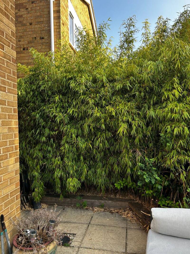 Bamboo growing against a house and patio