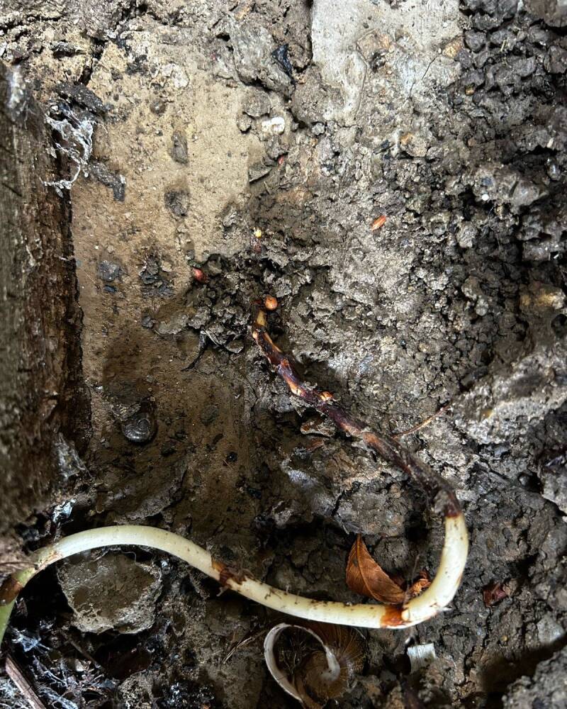 A knotweed rhizome and new shoot beside a wall