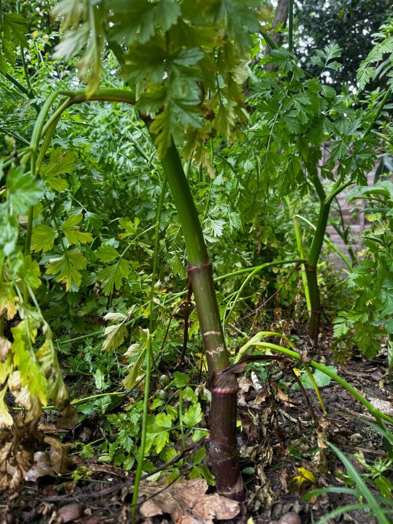 Hemlock stem, Cobham