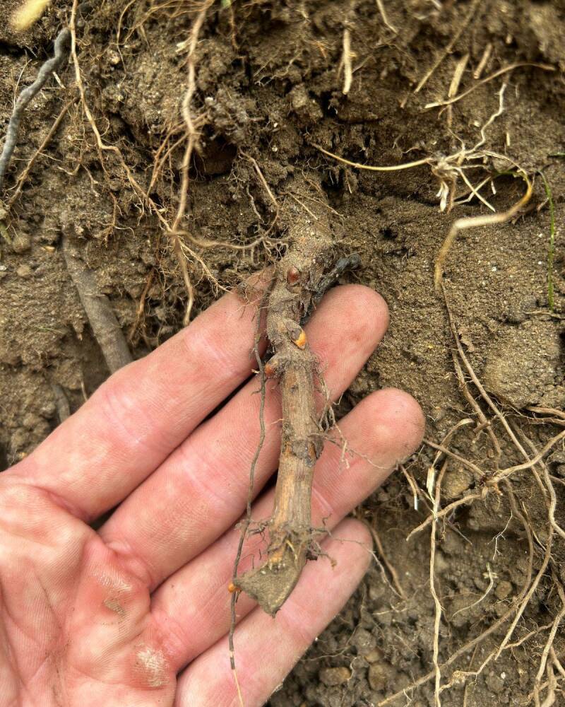 A Japanese knotweed rhizome with pink-orange buds