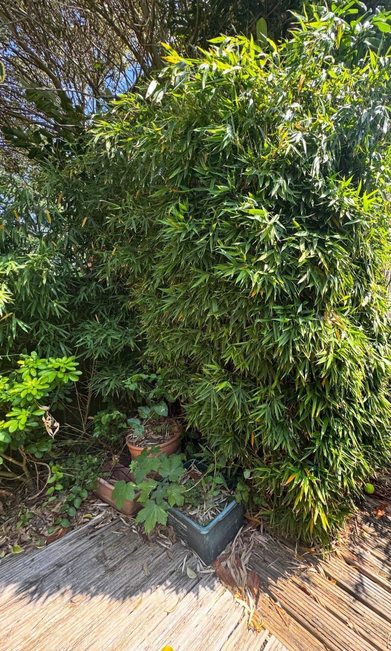 Bamboo rhizomes removed from under decking and fences