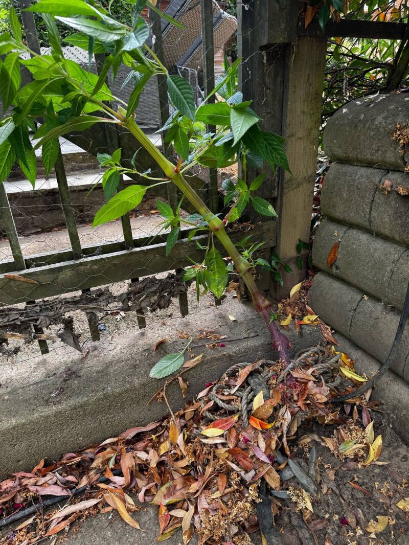 Himalayan balsam growing up by a fence in Weybridge