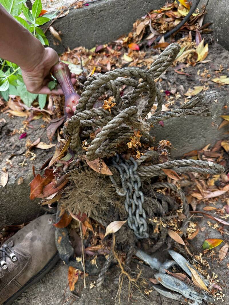 Himalayan balsam rooted into old rope on a riverside job in Weybridge