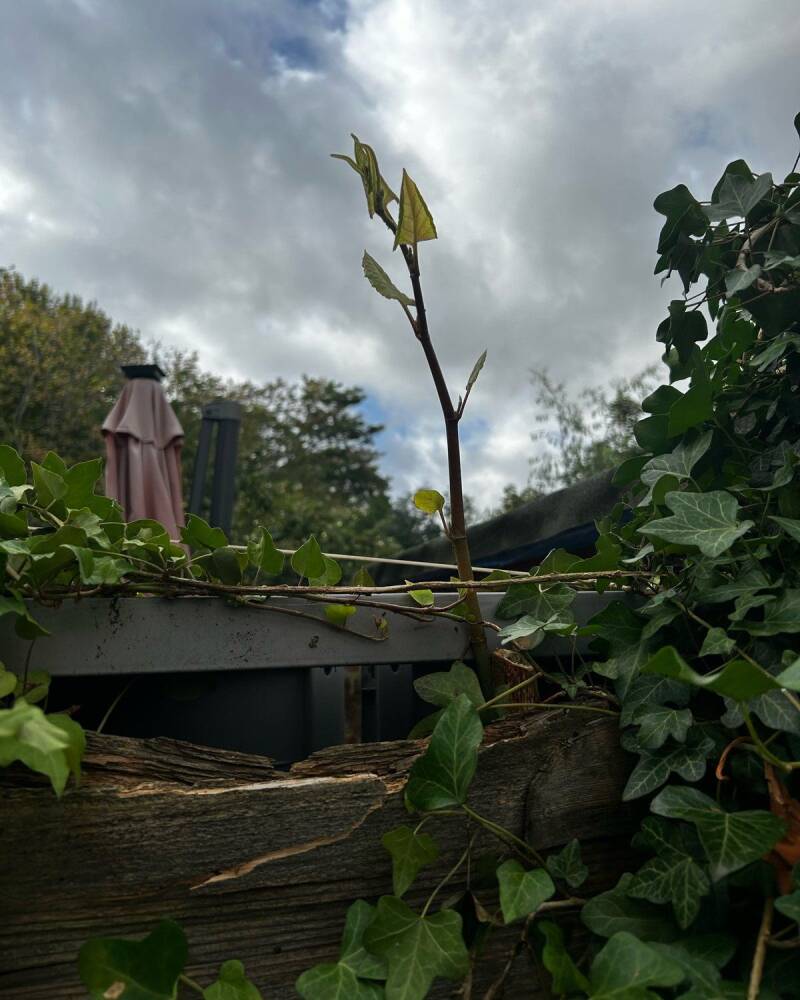 A young knotweed shoot coming through a fence