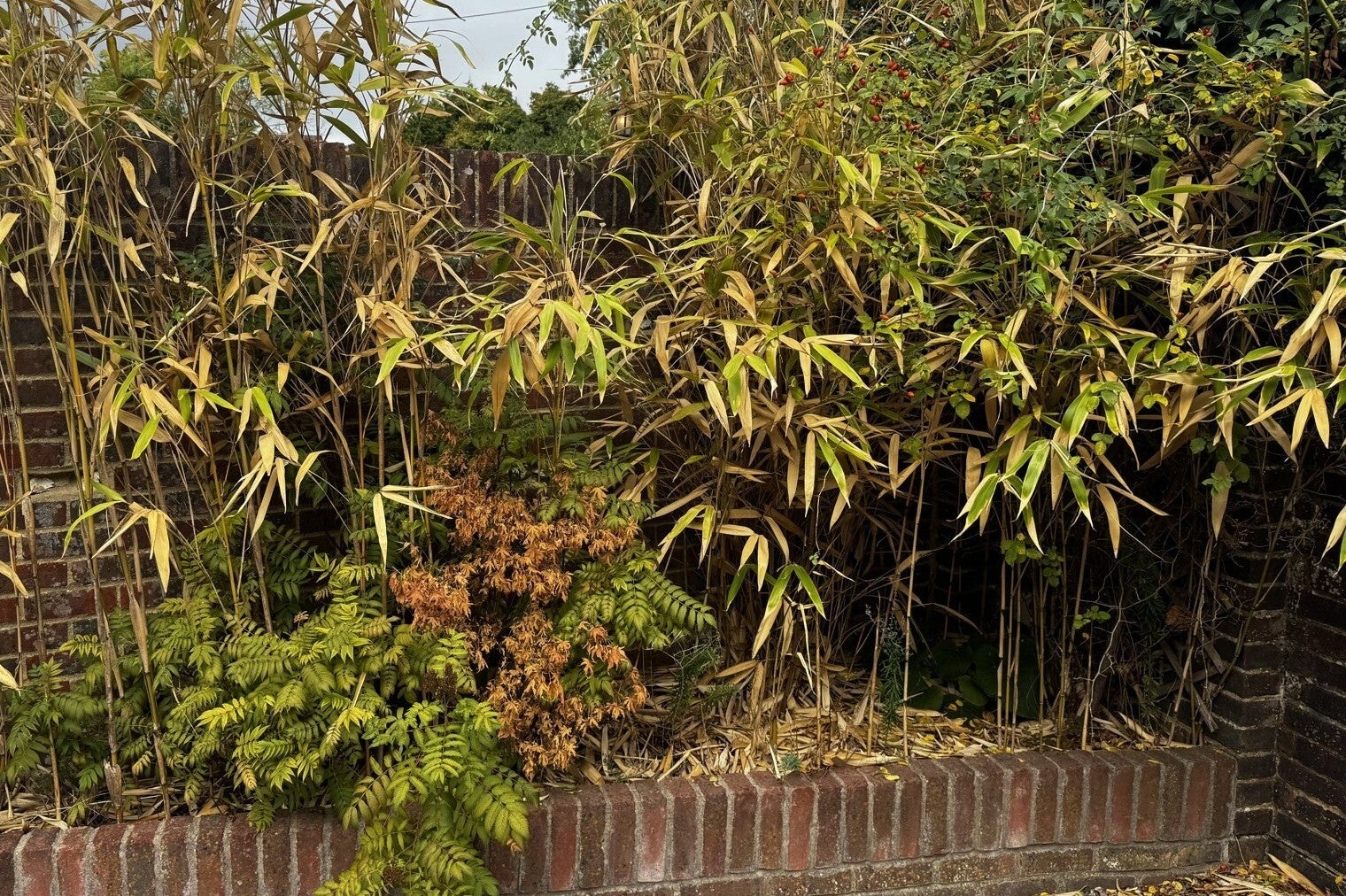 Arrow bamboo growing in a brick raised bed in a front garden in Henfield before removal.