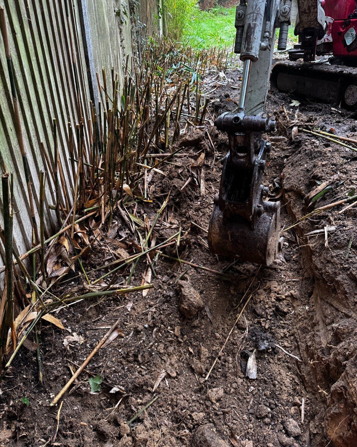 A micro excavator digging out bamboo rhizomes along a wooden boundary fence, with cut canes still standing in the soil.