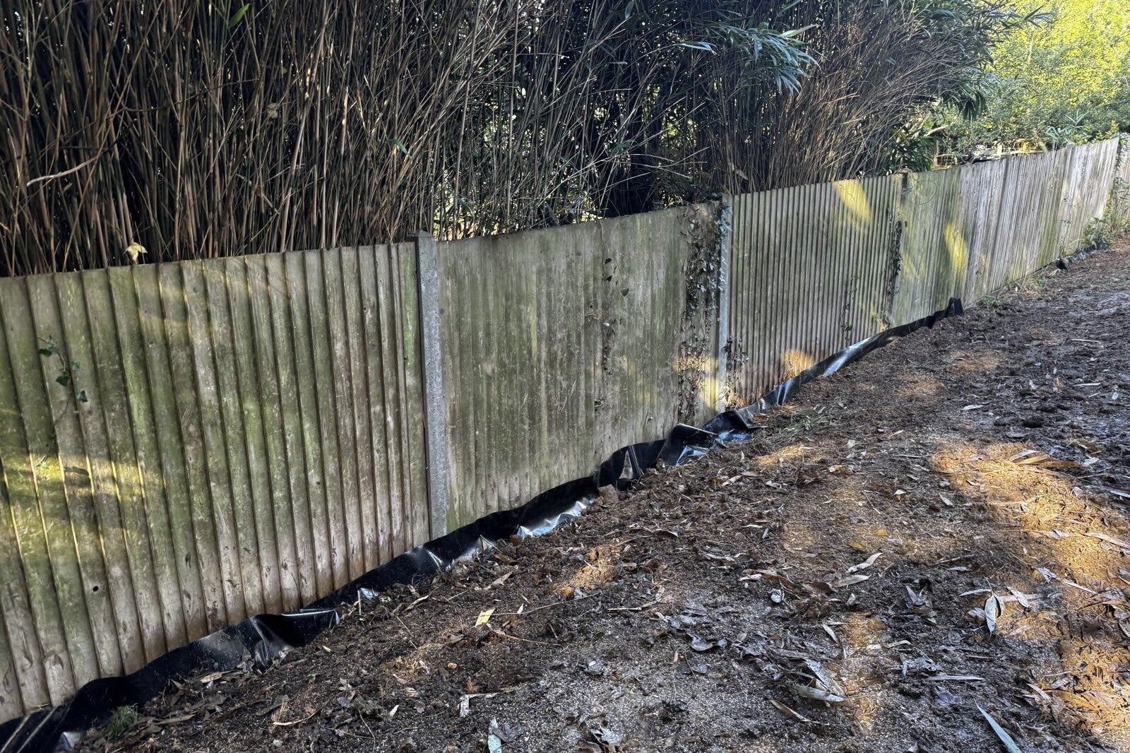 The finished boundary strip: level soil along the fence with the top edge of the root barrier just visible, and the neighbour's bamboo kept on the far side.