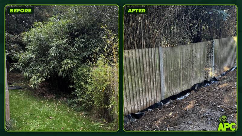 A mature stand of bamboo spreading into a Henfield garden from the neighbouring property, before removal.
