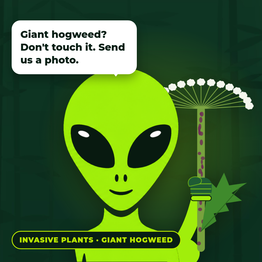 Giant hogweed? Do not touch it. Send us a photo.