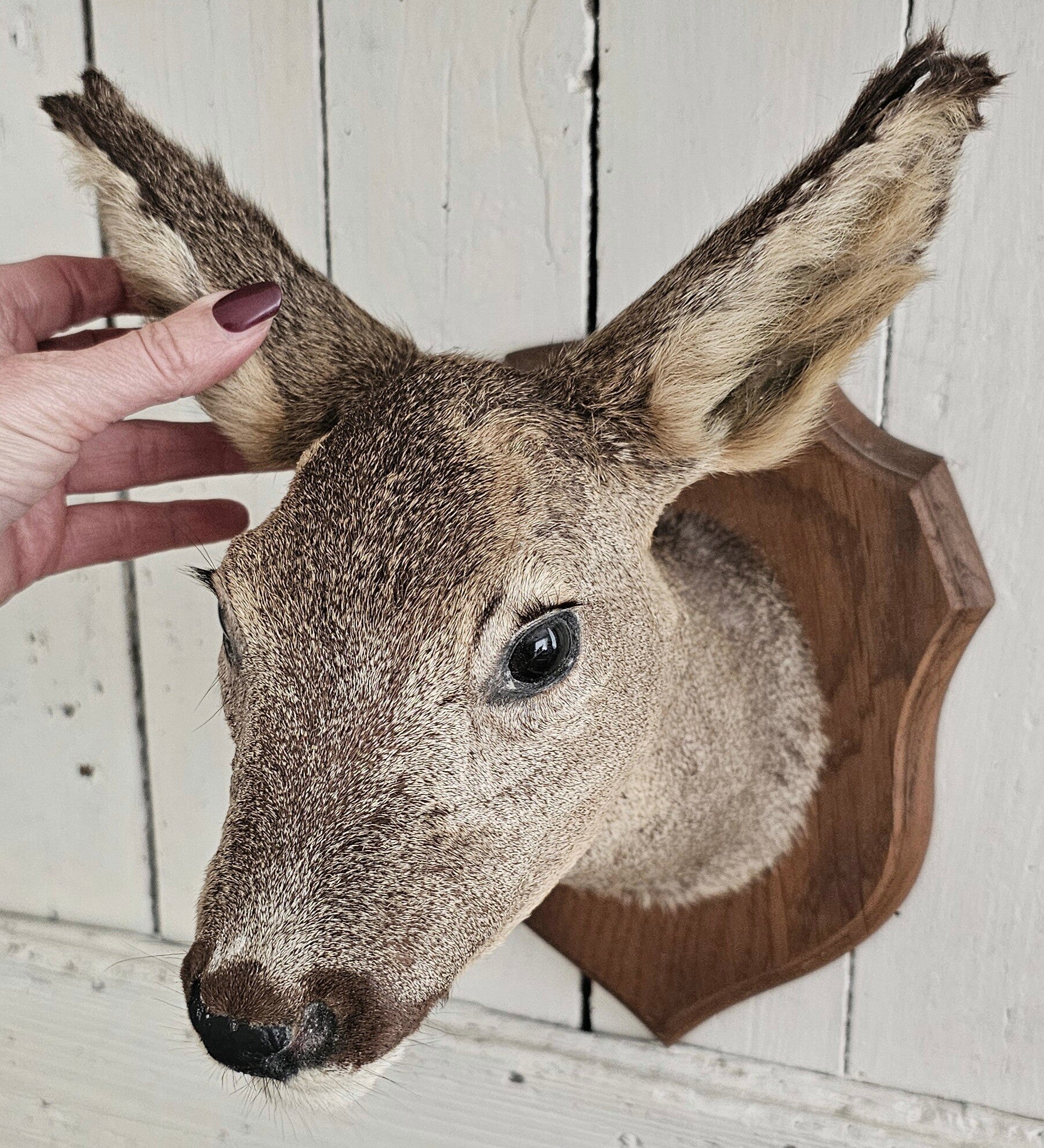 Taxidermy ree kopje