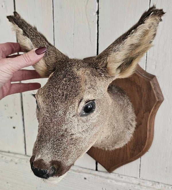 Taxidermy ree kopje