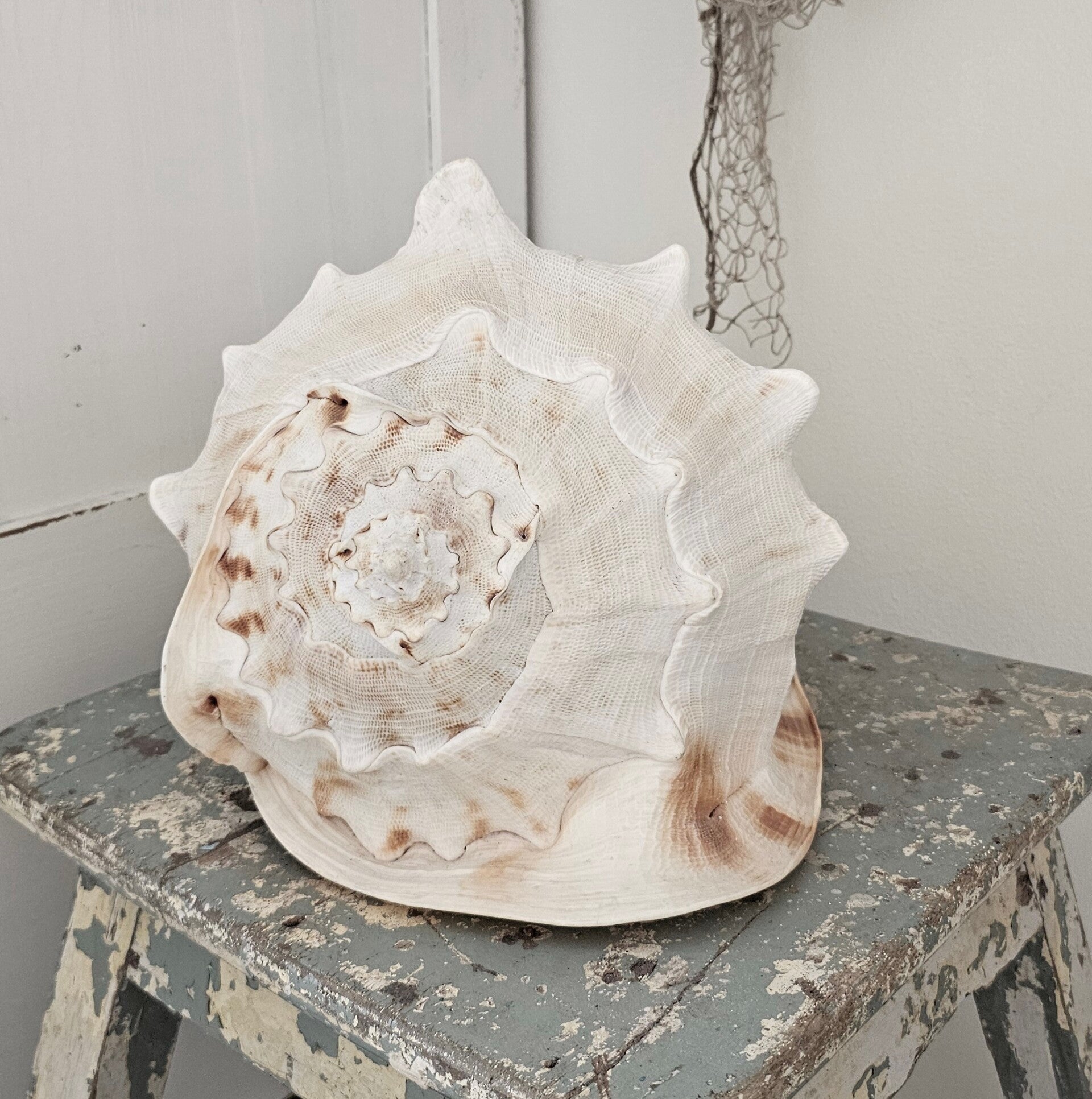 Reuze Cassis schelp