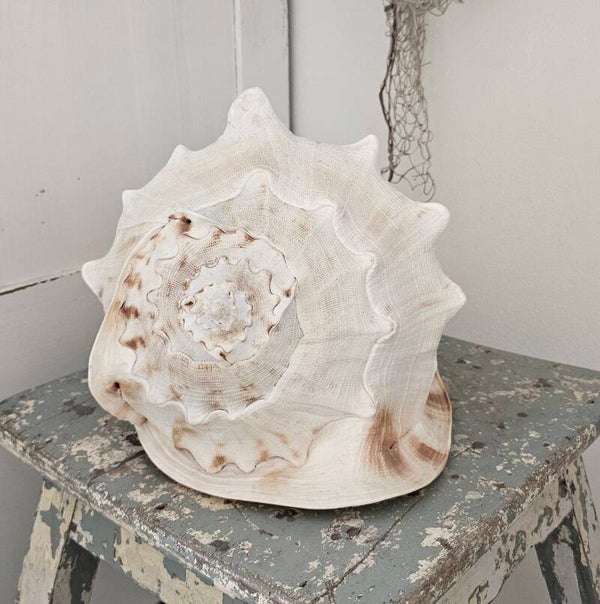 Reuze Cassis schelp