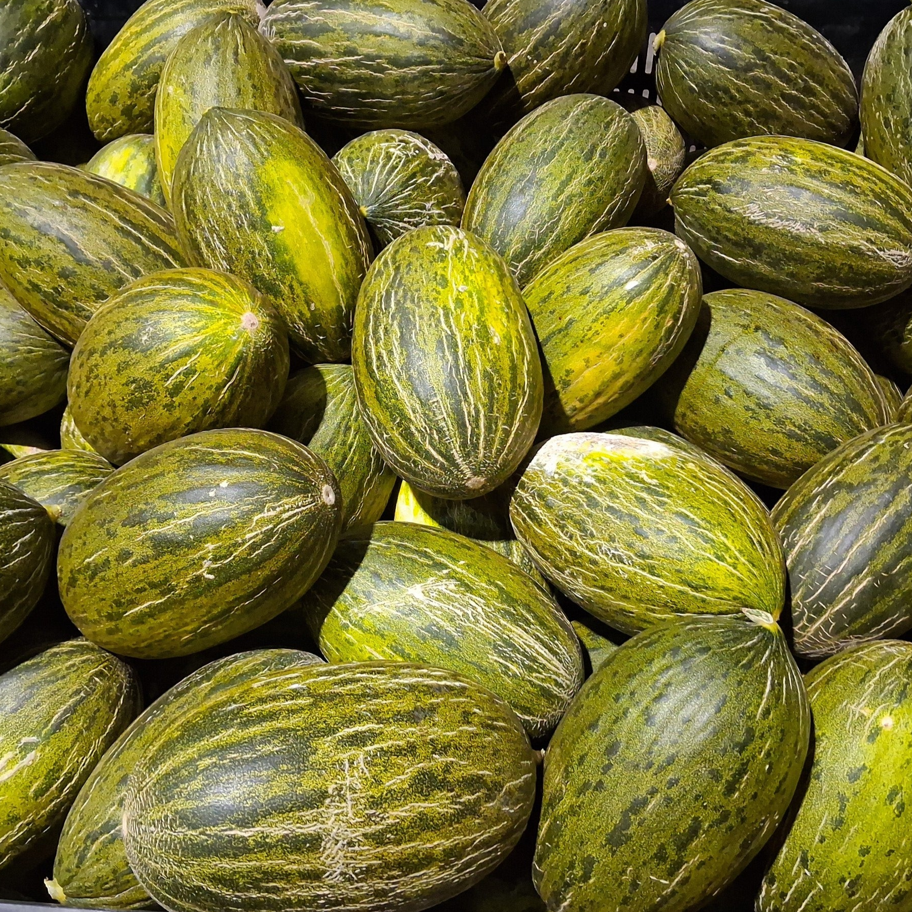MELONES
