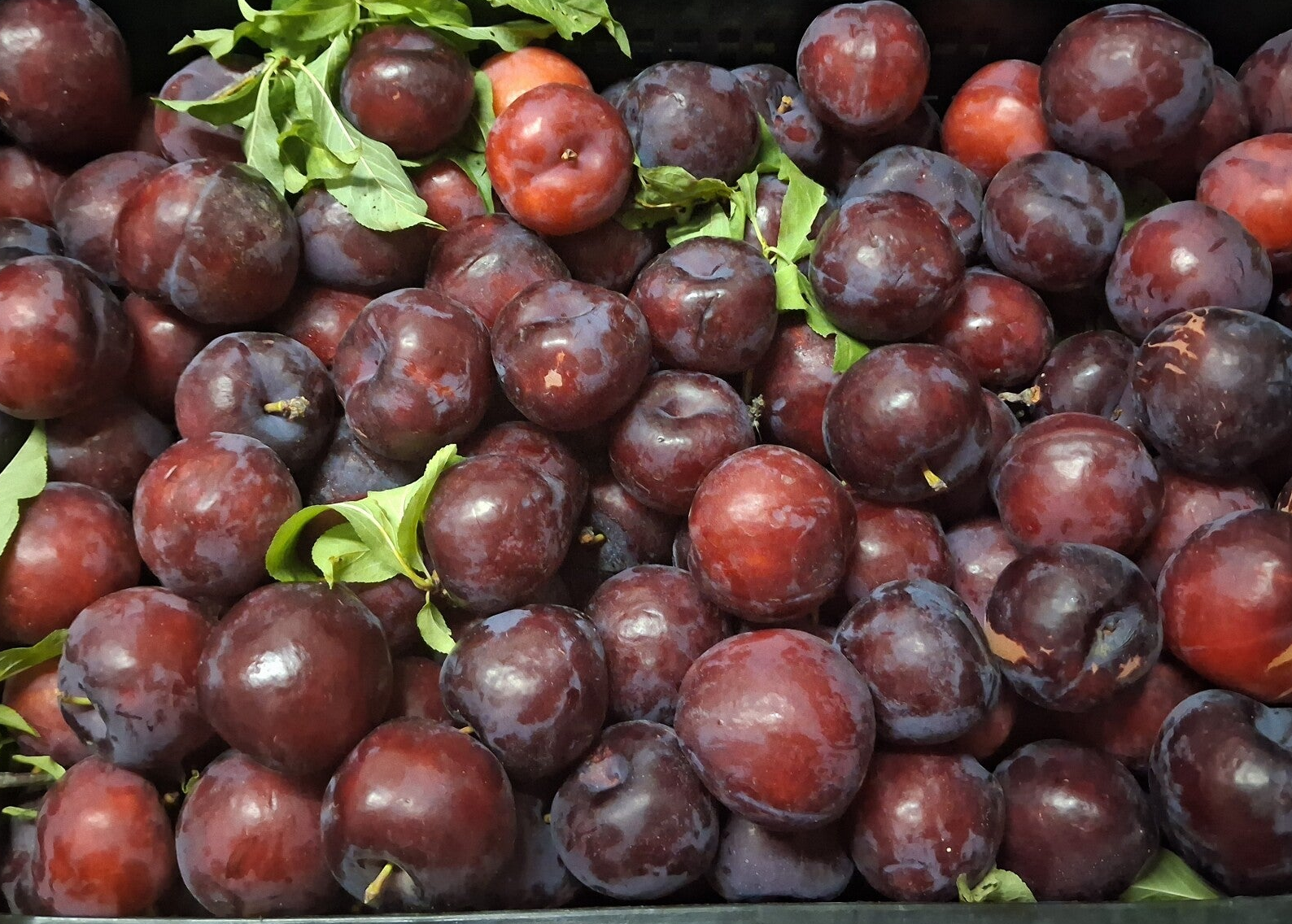 CIRUELA