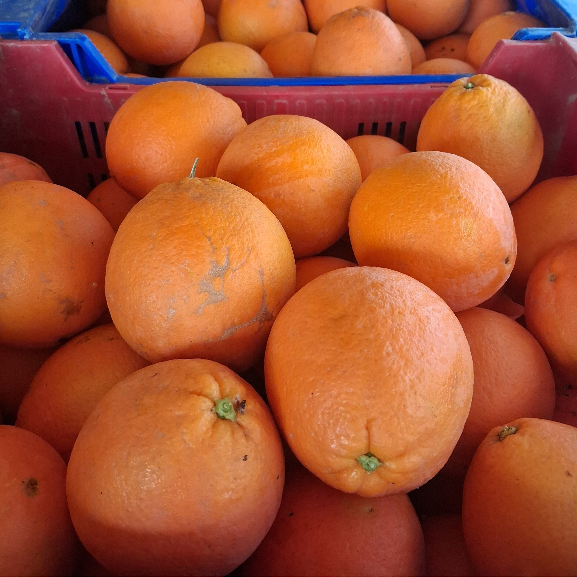 NARANJAS