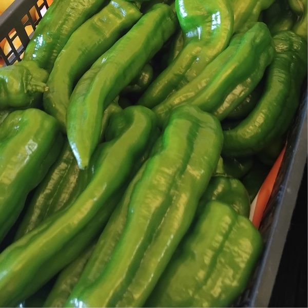 PIMIENTOS ITALIANOS