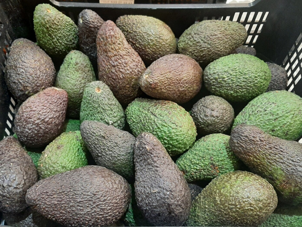AGUACATES