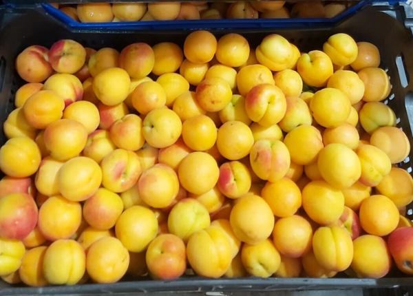 ALBARICOQUES