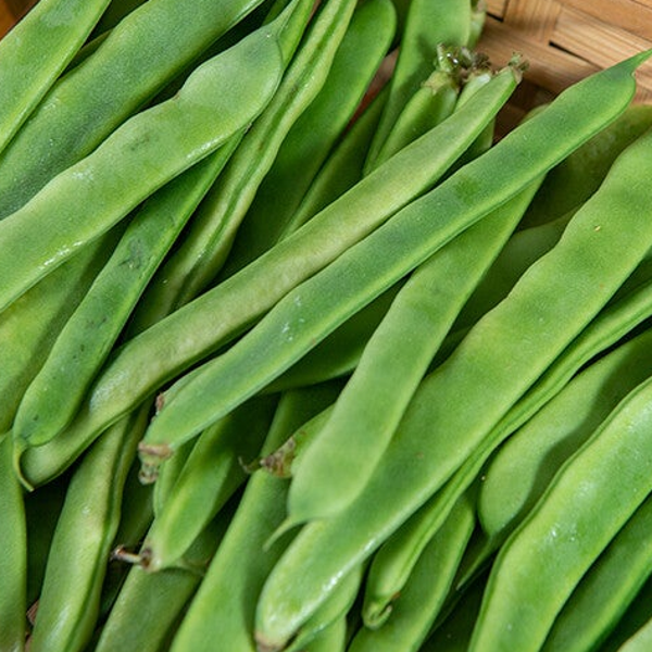 JUDIAS VERDES