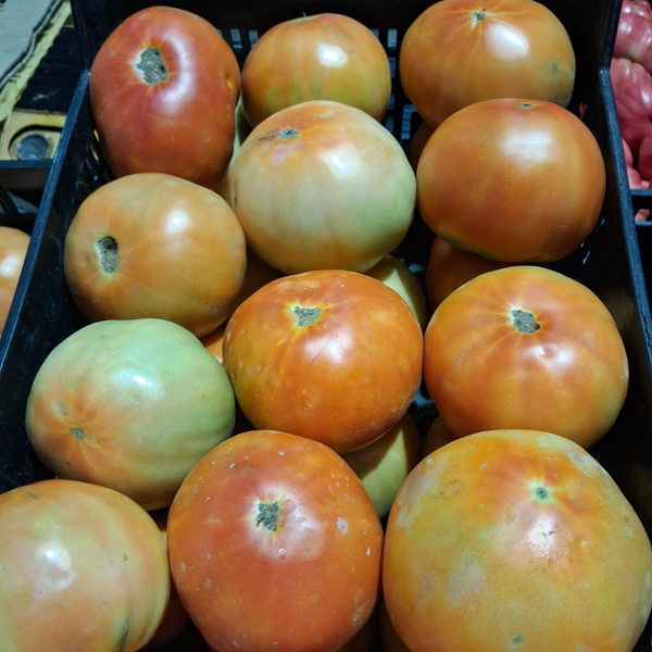 TOMATES