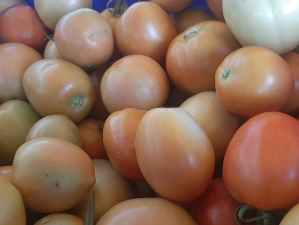 TOMATES PERA