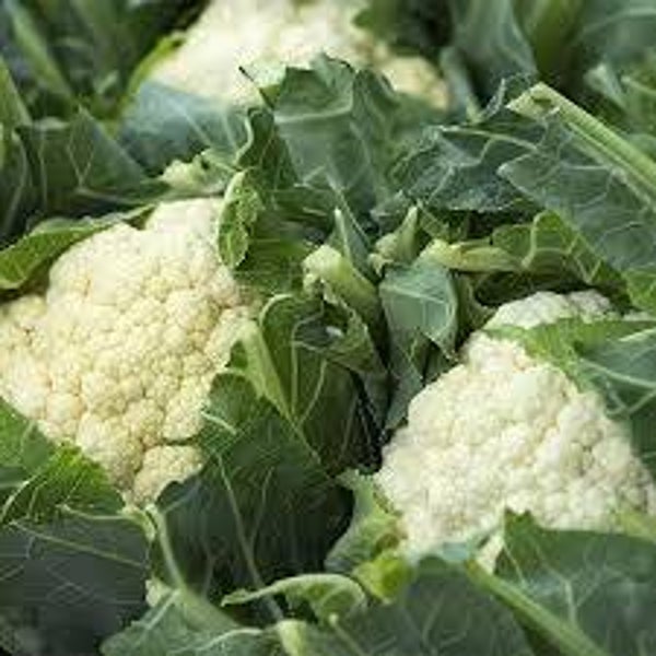 COLIFLOR