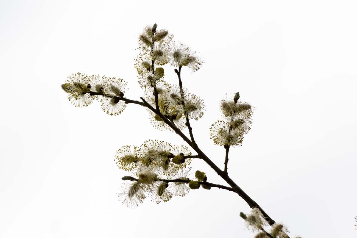 1-wilgenbloei-.jpg