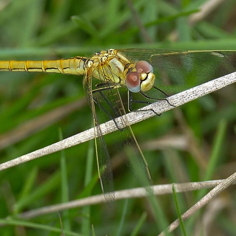 -zwervendeheidelibel-.jpg