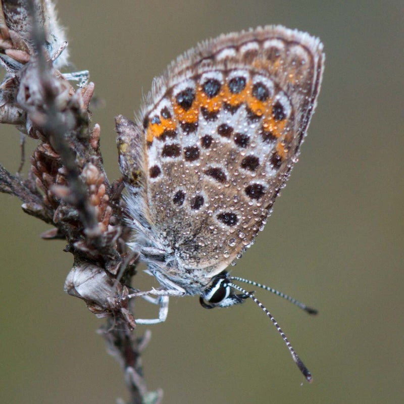 1-icarisblauwtje-.jpg